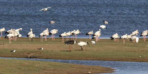 Black-headed Ibis en Woolly Necked Stork